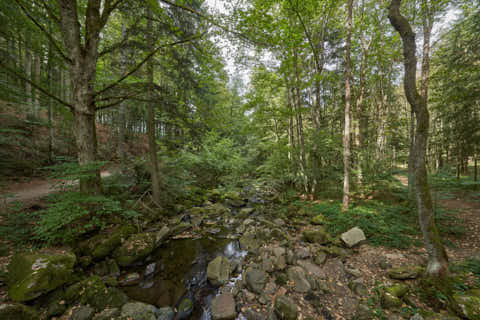 Gemeinde Waldkirchen Landkreis Freyung-Grafenau Saußbachklamm (Dirschl Johann) Deutschland FRG